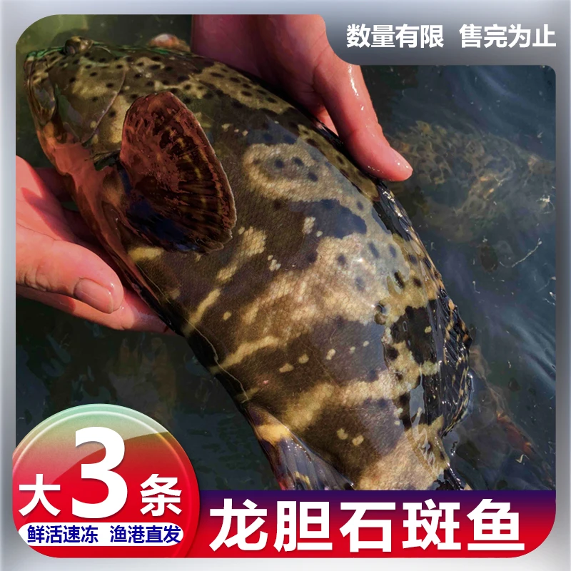 5.2斤共3大条J龙胆珍珠斑  深海龙胆石斑鱼速冻 平均1.7斤左右/条