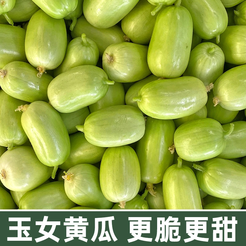 山东金童玉女拇指手指迷你水果小黄瓜青瓜新鲜采摘2/5斤