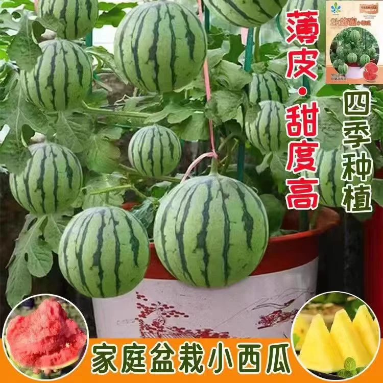 9.99三包正宗蜂蜜小西瓜种子薄皮手撕甜西瓜种子盆栽地栽南方北方