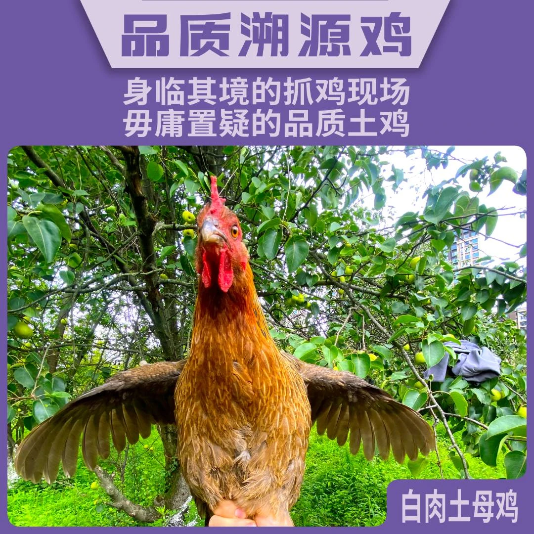 云南土母鸡，炖汤母鸡，下蛋母鸡，农户散养母鸡，新鲜现杀美味空运