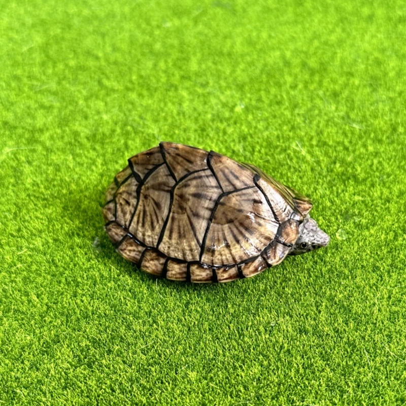 天泽龟宠直播选龟火焰地图甜甜圈东西锦深水龟宠物观赏龟互动性强