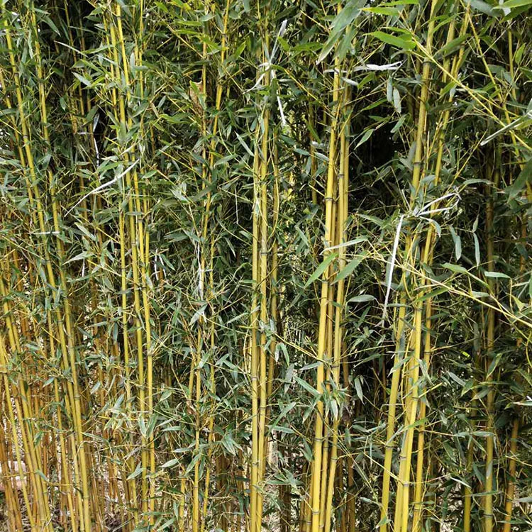 黄金竹 竹子苗批发庭院盆栽耐寒紫竹金镶玉罗汉竹黄金竹四季青竹