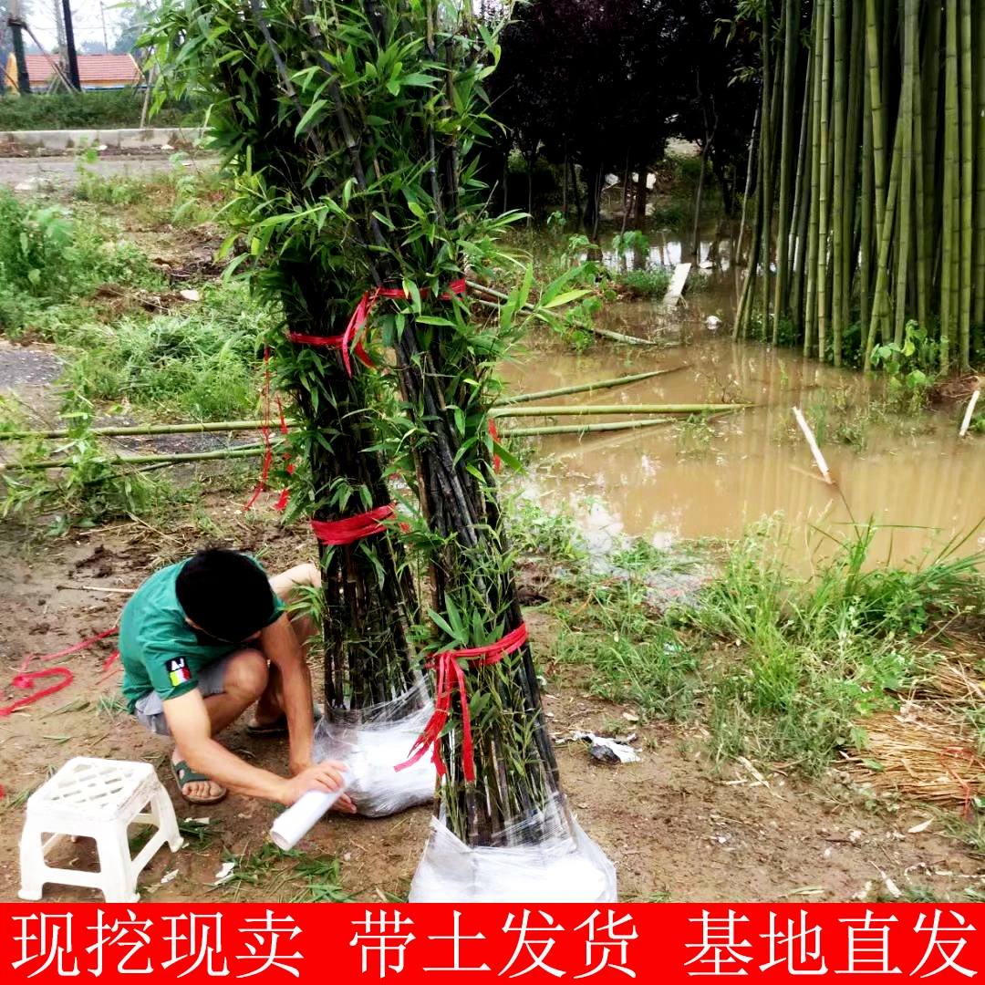 紫竹竹子苗庭院植物北方耐寒室内盆栽