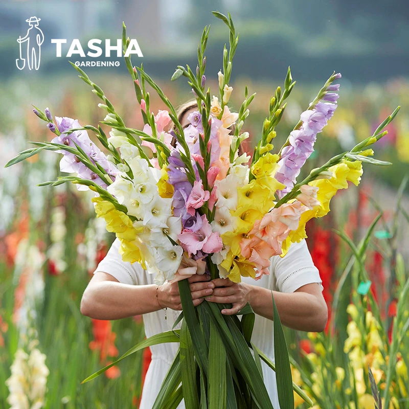 塔莎的花园唐菖蒲剑兰种球多年生球根花卉种子四季庭院视频同款
