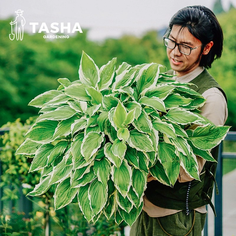 塔莎的花园 玉簪耐阴花卉花叶蓝鼠耳玉簪花苗绿植好养