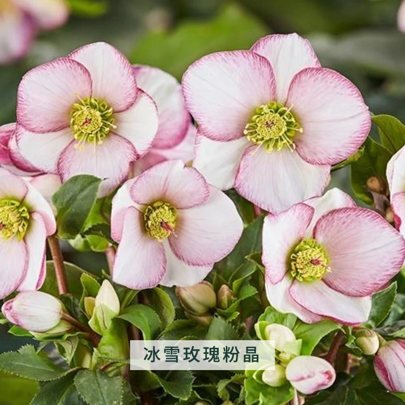 铁筷子冰雪玫瑰【粉晶】 圣诞玫瑰盆栽花卉稀有 直播