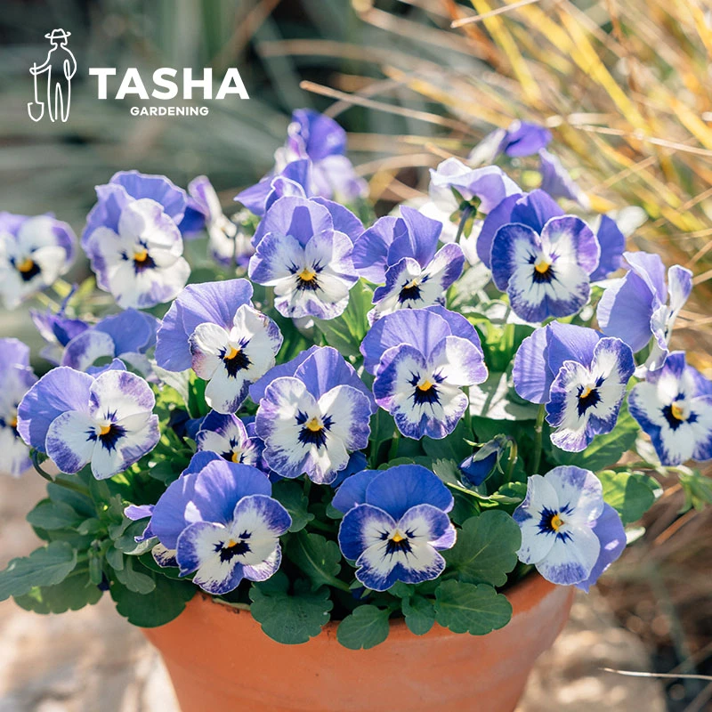 塔莎的花园角堇三色堇盆栽草花室内好养角堇春天生长色系视频同款