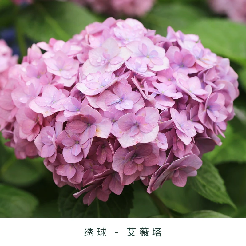 [绣球节] 综合链接 大花绣球阳台开花花卉盆栽重瓣系列塔莎的花园