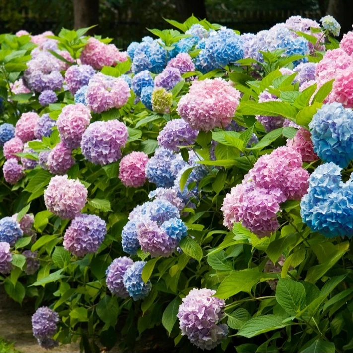 塔莎的花园大花绣球无尽夏 庭院阳台花卉盆栽好养塔莎的花园