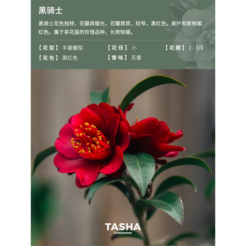 茶花黑骑士 海宁发货茶花盆栽庭院室内好养木本四季山茶独特 直播