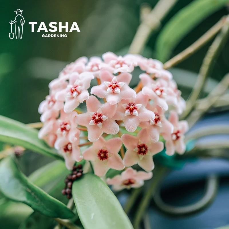 塔莎的花园 球兰盆栽 复花阳台趣味盆栽攀援爬藤花