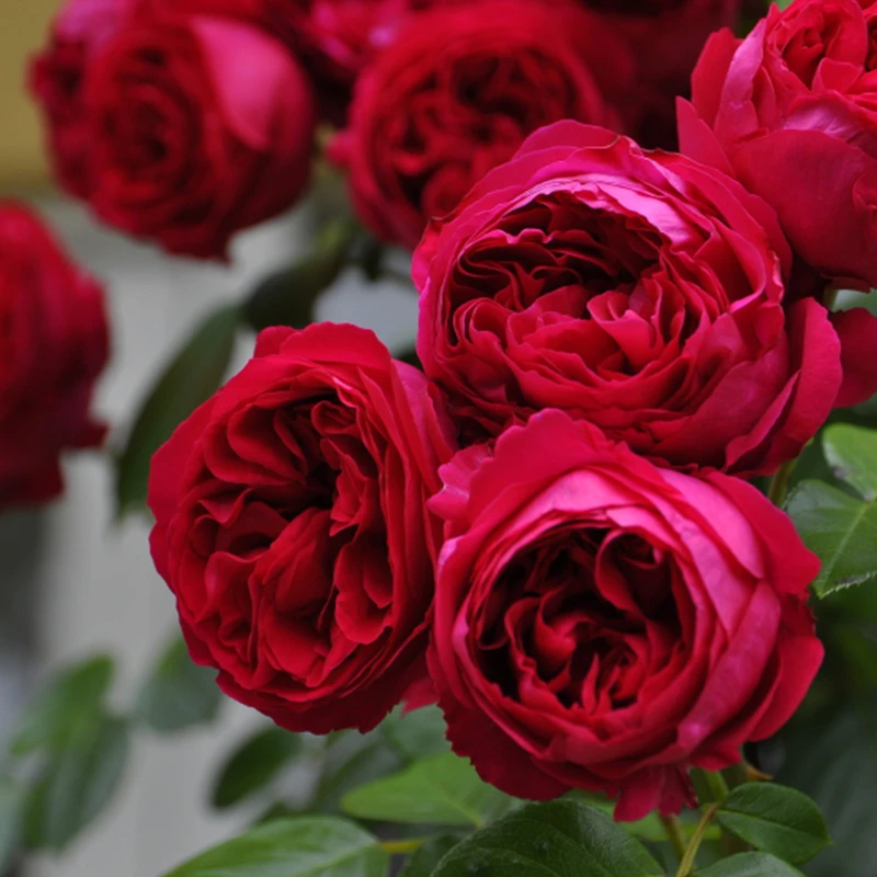 塔莎的花园月季红色龙沙宝石勤花丰花阳台庭院可养盆栽花苗