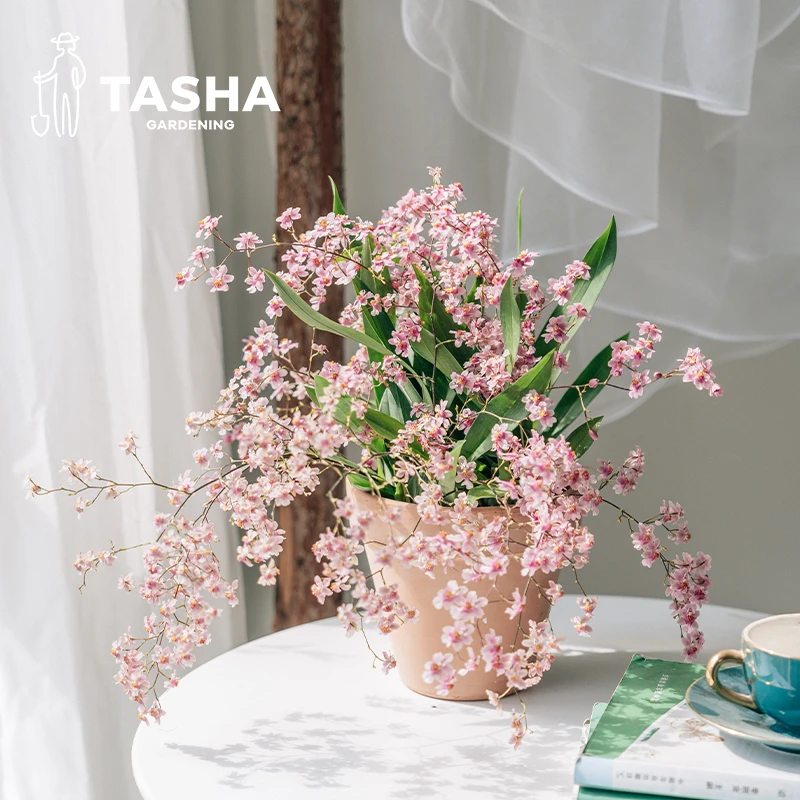 塔莎的花园文心兰室内好养开花植物客厅懒人耐旱小花