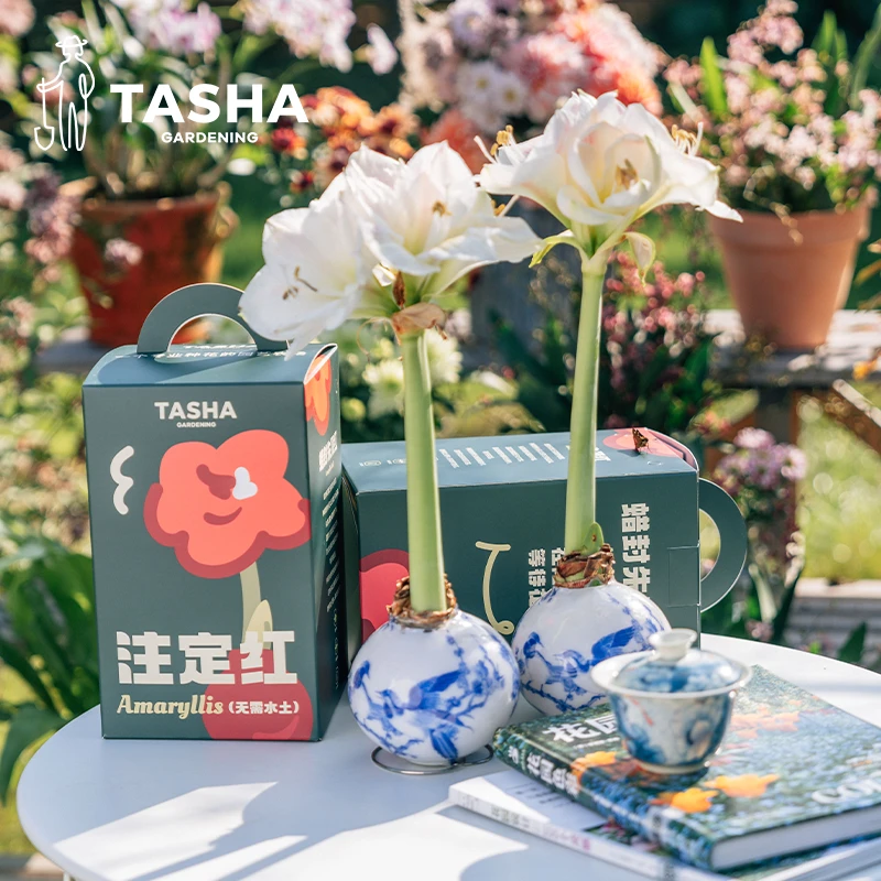 塔莎的花园蜡封朱顶红种球无需土壤水分易养护年宵花送礼视频同款