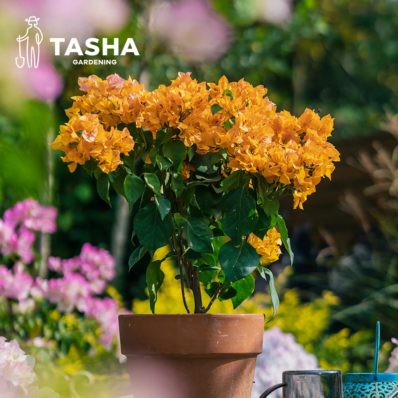塔莎的花园 三角梅加州黄金180/2加仑盆栽阳台花卉开花植物