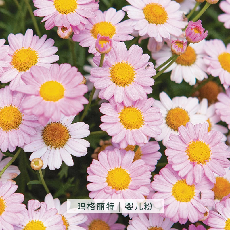 星花怒放玛格丽特婴儿粉 盆栽花苗花庭院阳台开花花园农场 直播
