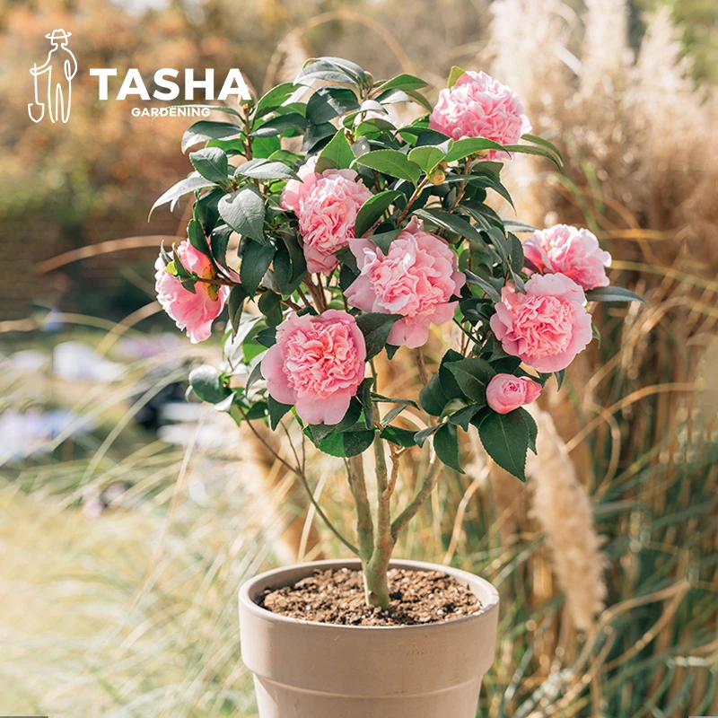 塔莎的花园茶花【2加仑】山茶花植物庭院室内外香妃年宵花卉