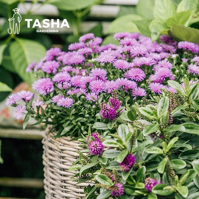 塔莎的花园【特价款】翠菊紫苑亨利一世紫色盆栽草本耐寒好养爆花
