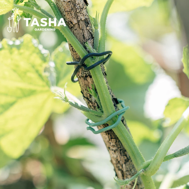 塔莎的花园扎线绑枝条捆扎线铁丝月季植物固定器园艺绑扎带
