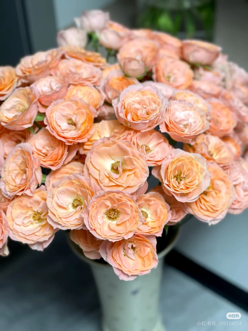 米奇玫瑰10支 两单包邮零度以下必拍保温棉不拍冻坏不售后