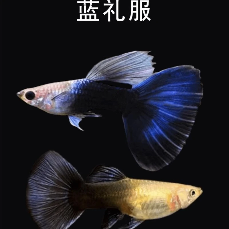蓝礼服孔雀鱼小型热带观赏鱼公母搭配可生崽孔雀鱼
