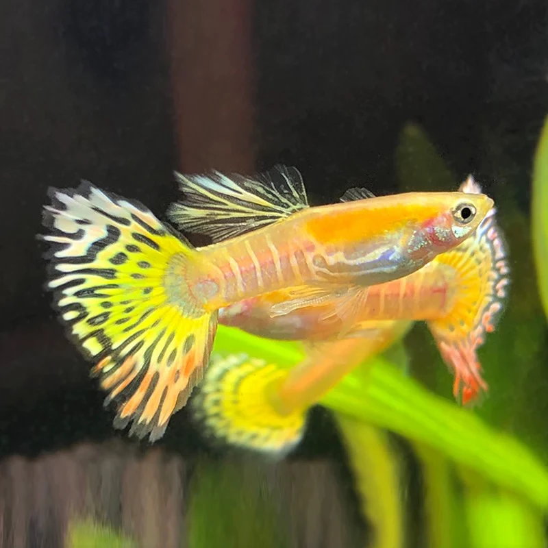 泰国金老虎孔雀鱼（三单发货）