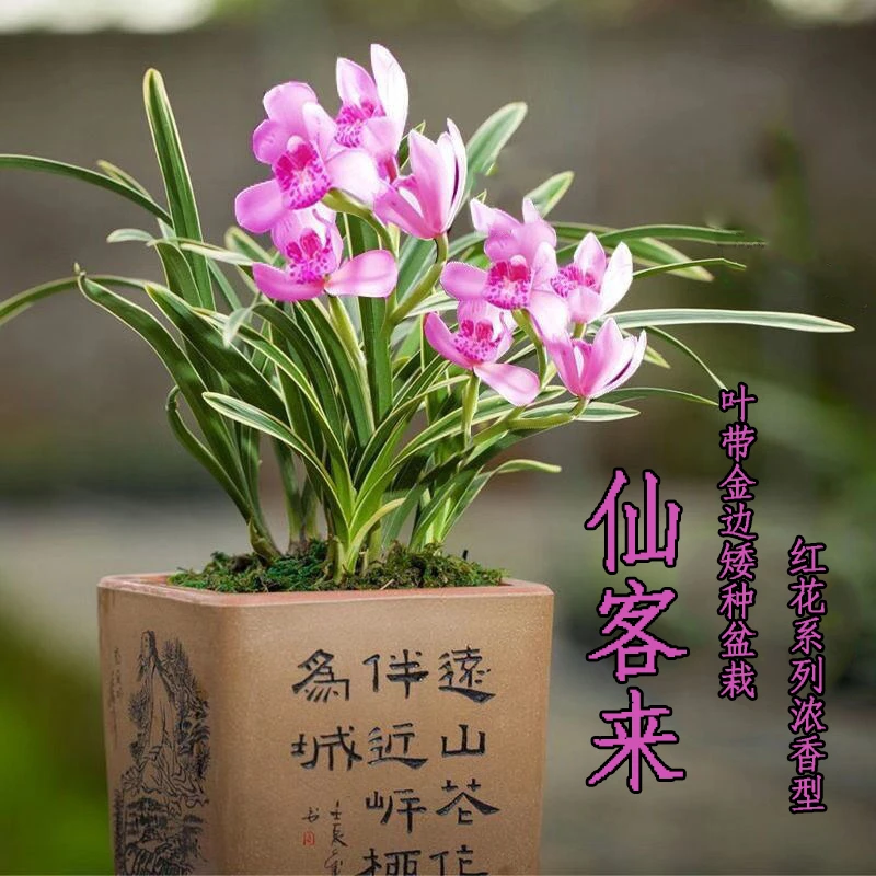 建兰四季兰矮种金边艺【仙客来】兰花苗浓香型花卉新手室内盆栽