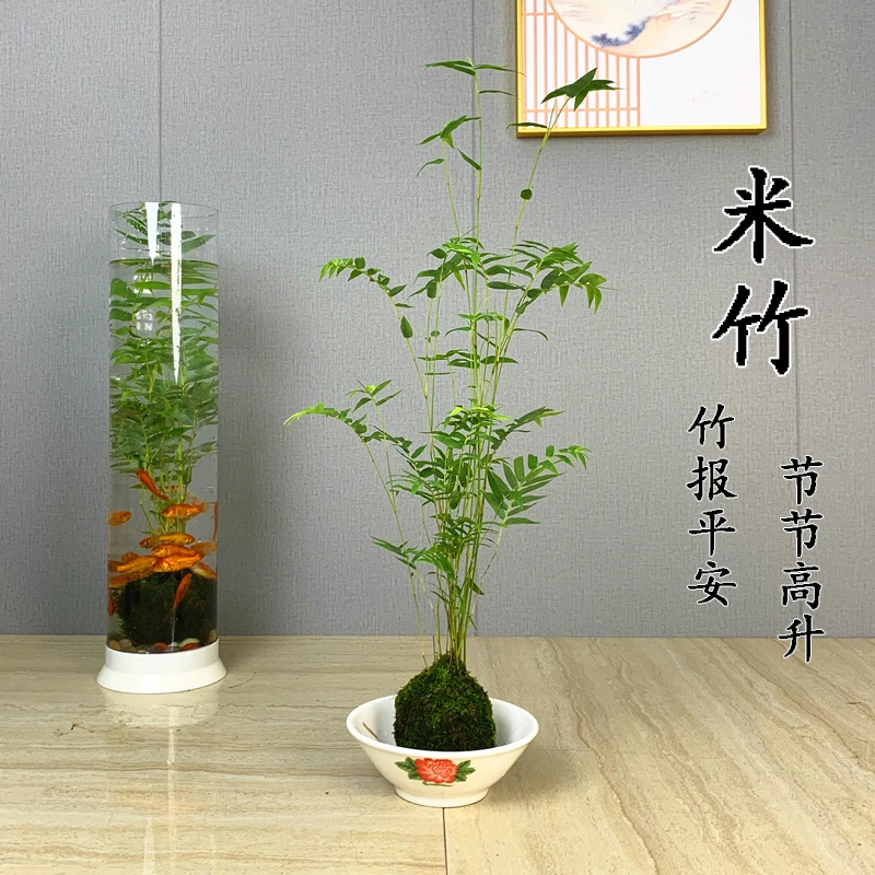 米竹苔藓球水培观音竹苔玉盆栽富贵竹子盆景禅意茶室雅室桌面绿植