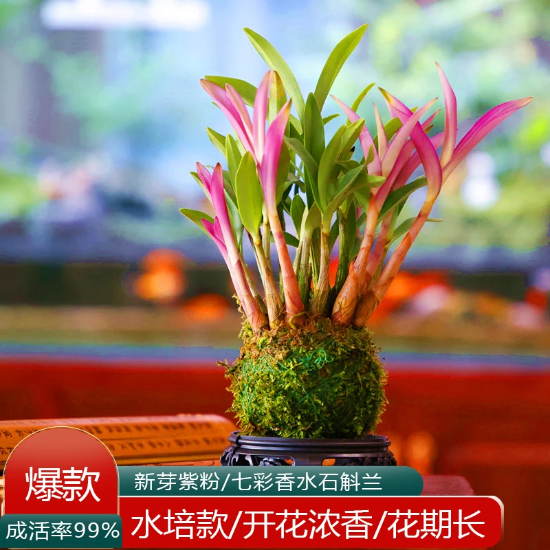 澳洲【七彩香水石斛兰】懒人七彩仙女浓香型室内阳台花卉绿植盆栽