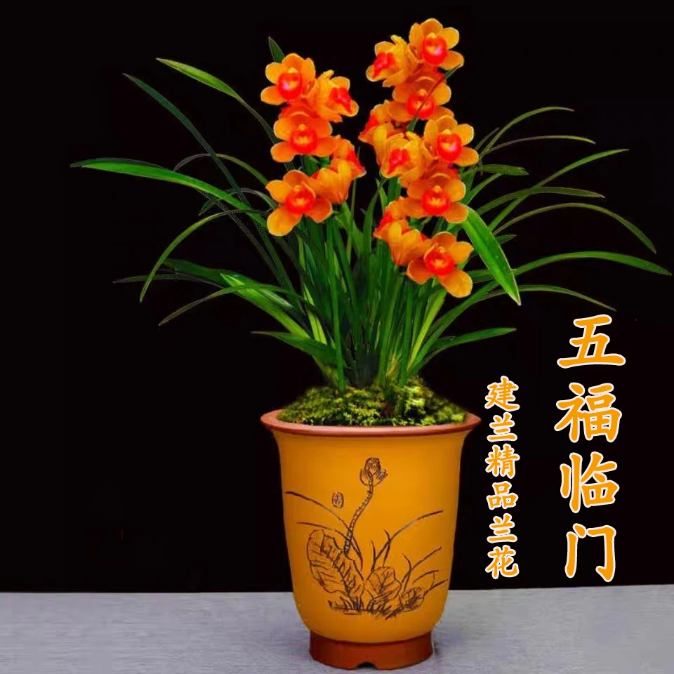 兰花苗名品【五福临门】浓香建兰名贵室内新手好易养盆栽植物