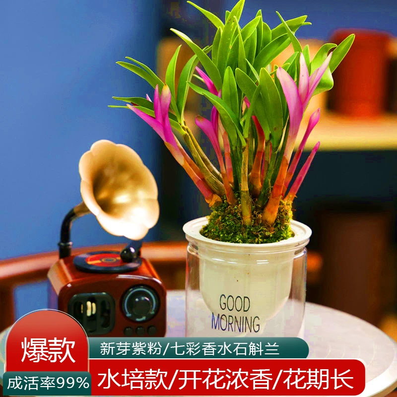 七彩香水石斛兰原产地直销办公室花卉绿植懒人好养盆栽浓香型