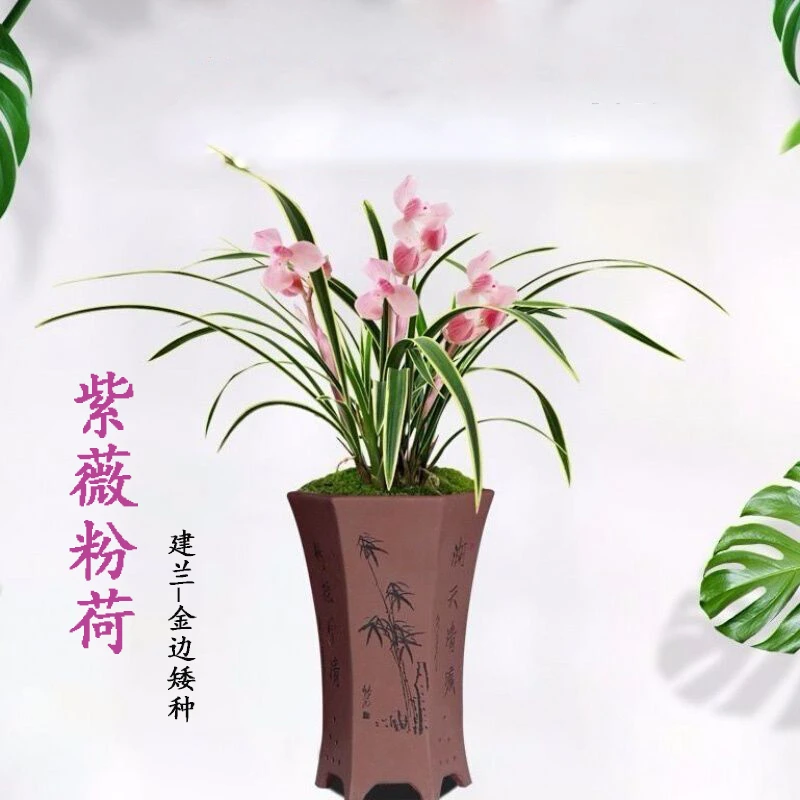 【紫薇粉荷】矮种兰花苗建兰金边名贵带花苞中透兰草盆栽国兰浓香型
