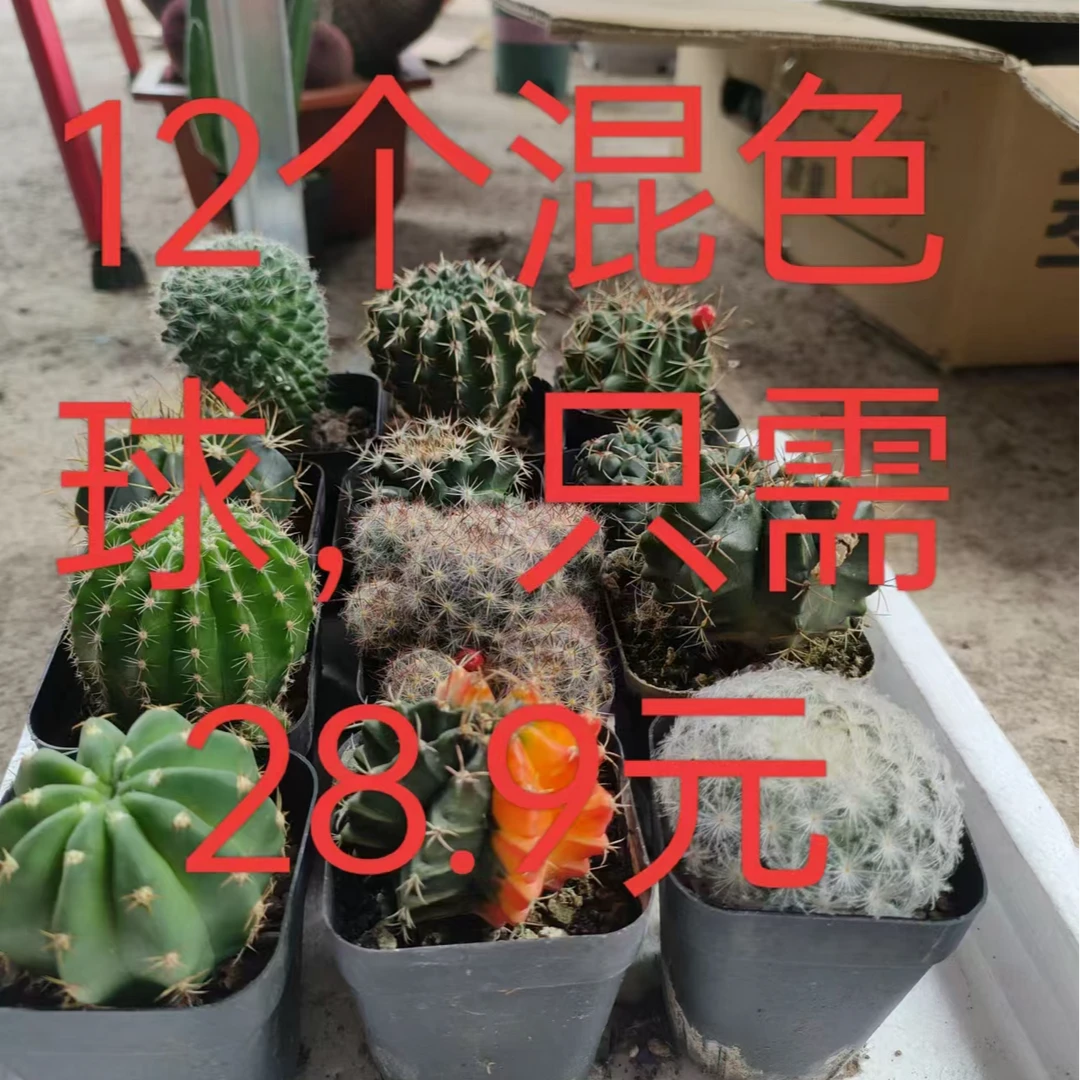 仙人球混色球裸根发货