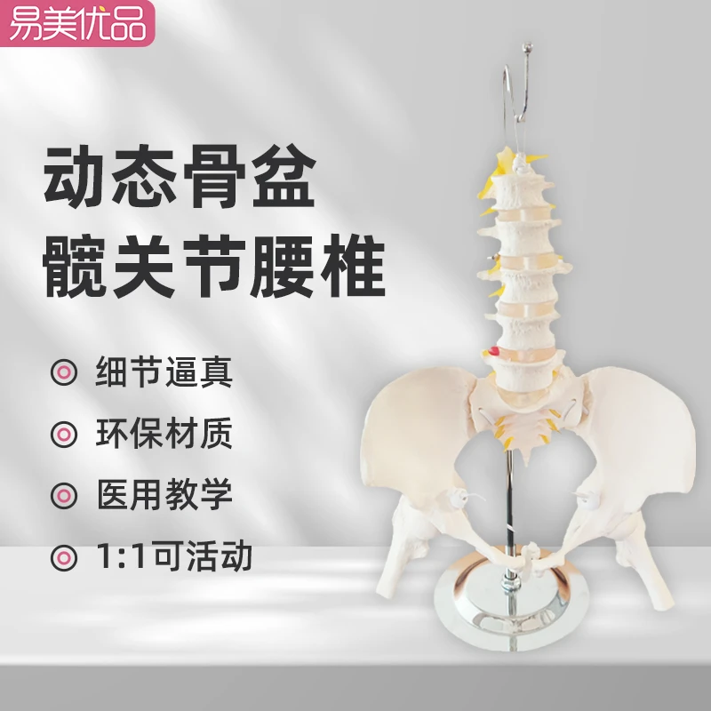 动态腰椎骨盆功能模型人体活动骨骼小型可动模型教学康复妇产专用