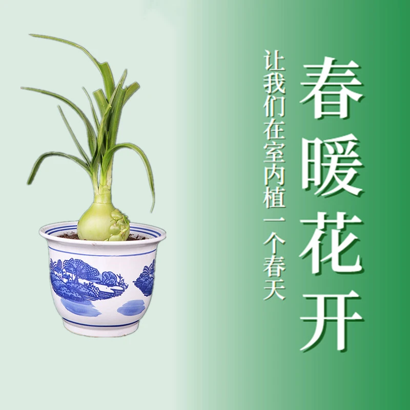 虎眼万年青茶万年青盆栽食用自然草药胶囊精选甄选冻干粉球干养殖