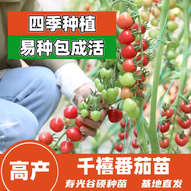 千禧番茄苗小西红柿苗圣女果苗室内盆栽高产四季山东寿光苗场直发