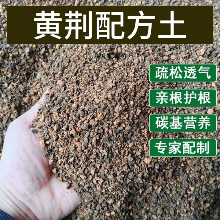 黄荆专用土配方土搭配长势好还好浇水长势好保水强好管理