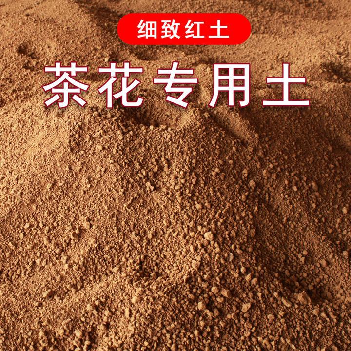 茶花专用土红土基地直供亲根茶壶移栽易成活枝繁叶茂保水亲根