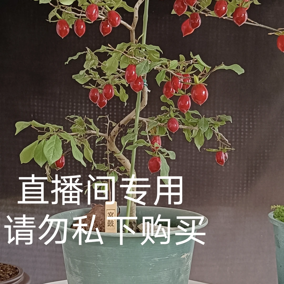 老鸦柿嫁接苗，原生桩（500-1000）一物一拍