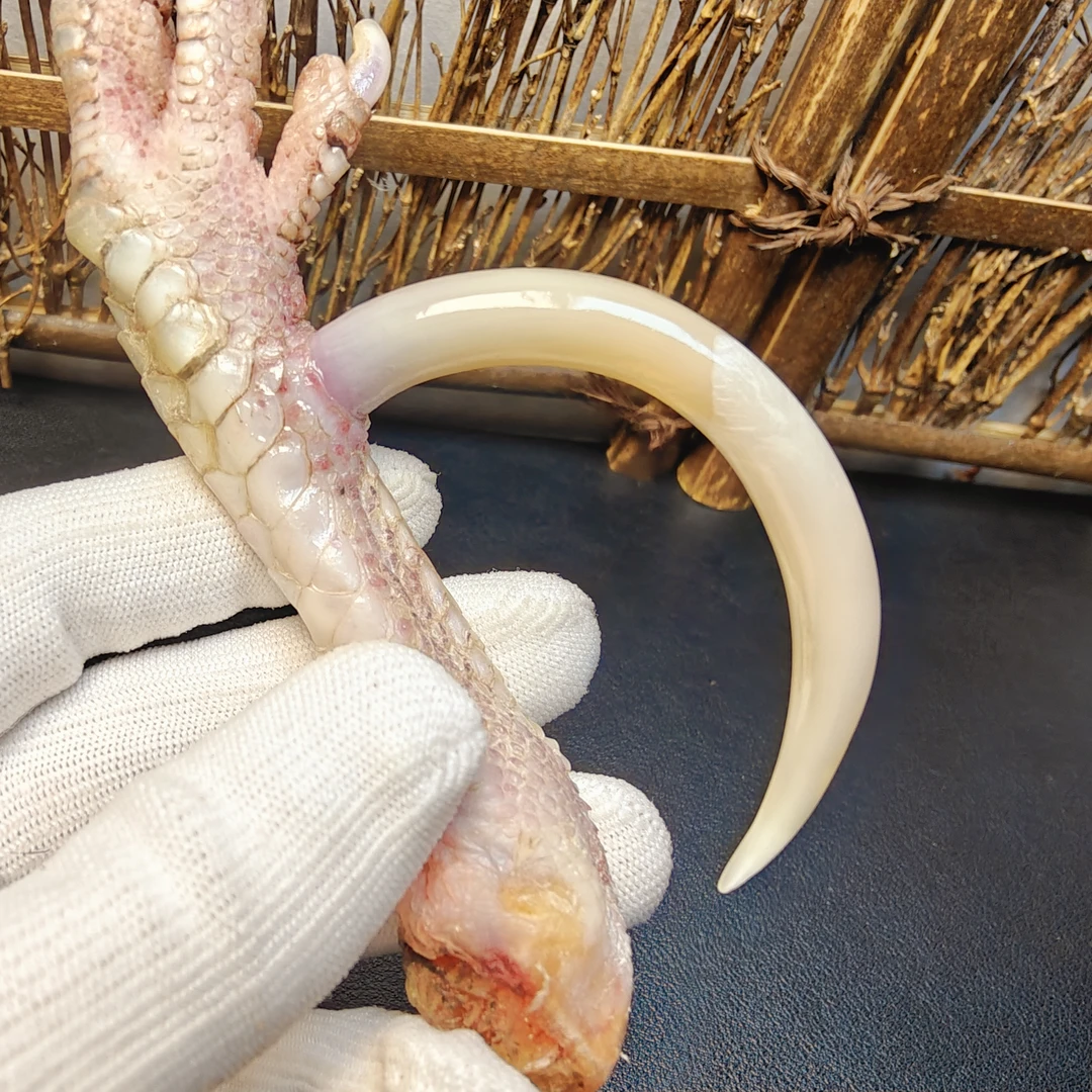 福缘骨艺鸡爪骨白色大湾钩单只
