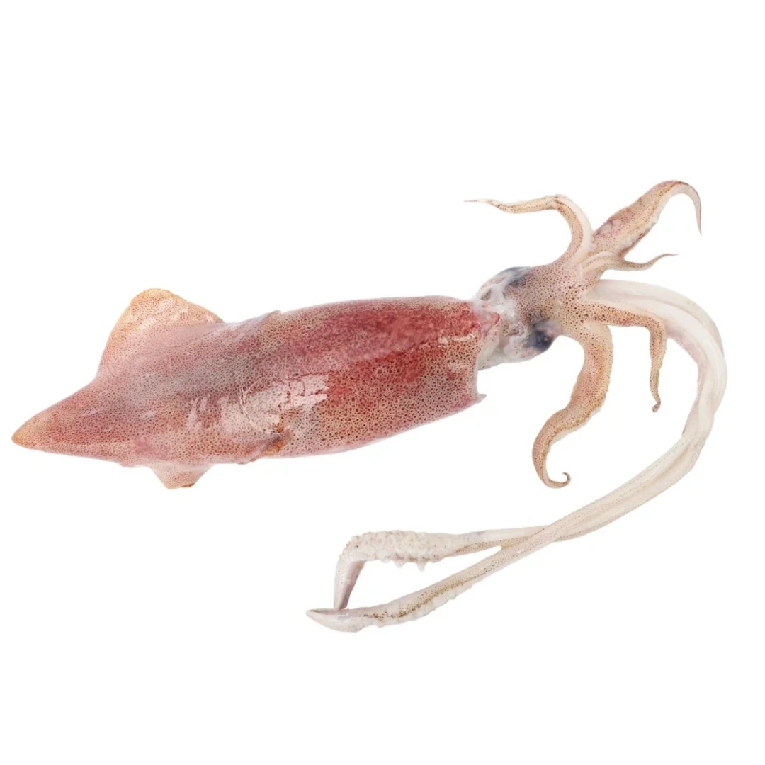 新鲜速冻笔管鱿鱼小管小海兔笔管鲜嫩冷冻鱿鱼商用包邮新鲜