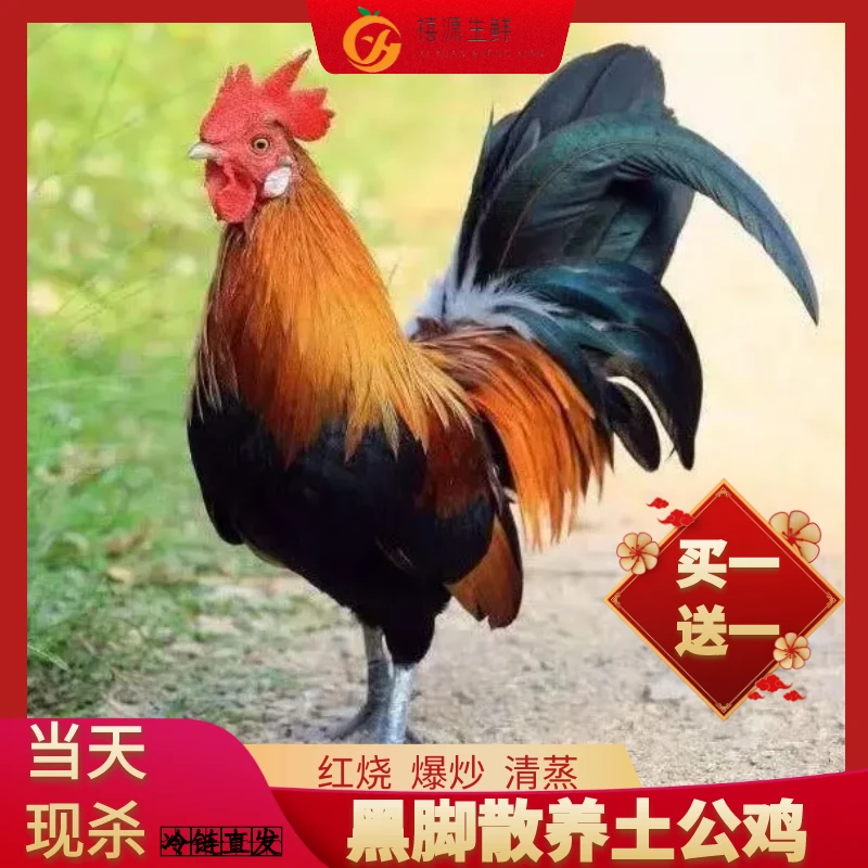 2只黑脚土公鸡大新鲜土鸡肉质好品质山间散养2只净重5斤顺丰运输