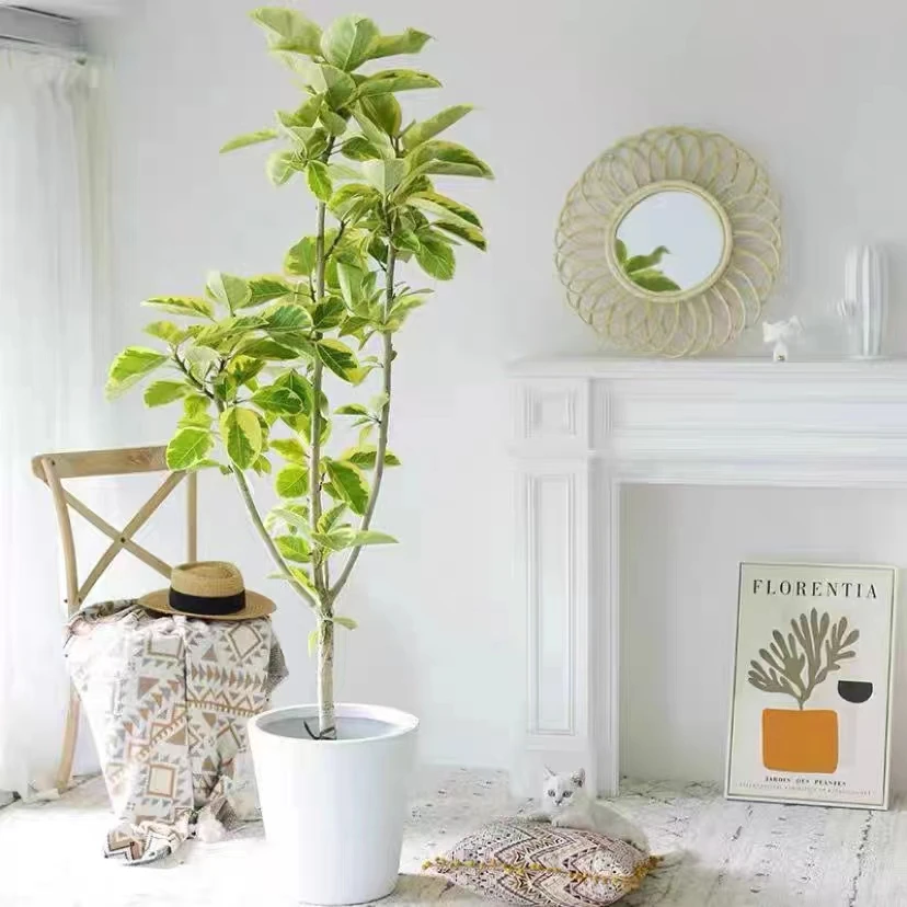 黄金榕大型盆栽富贵榕室内净化空气吸甲醛绿植办公室客厅好养易活