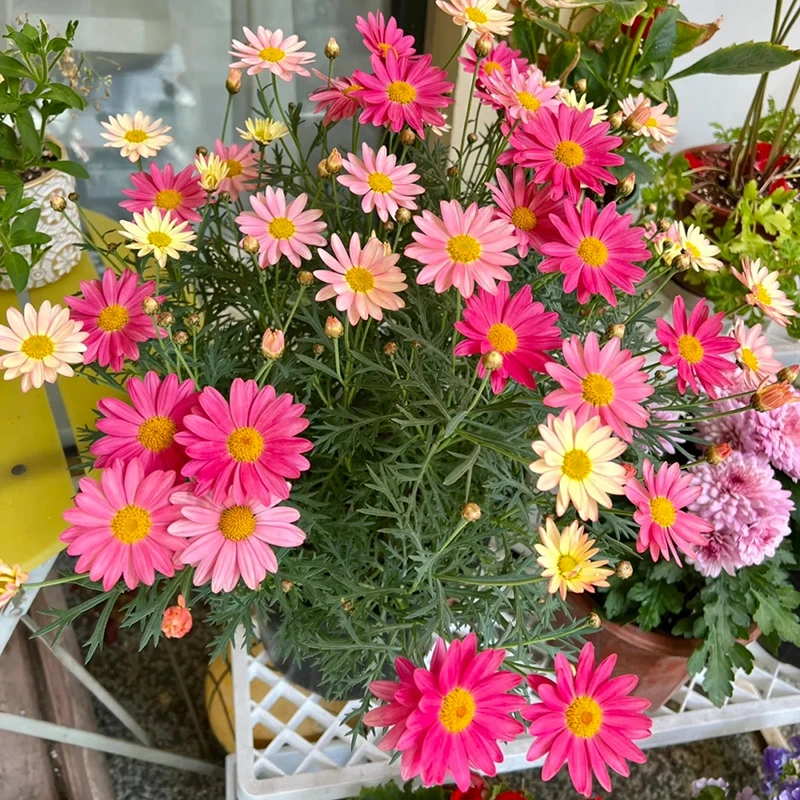 糖果玛格丽特盆栽(新品种 一花多色)庭院阳台开花植物星花怒放
