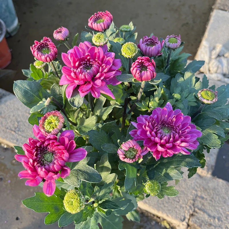 粉水晶小雏菊(花期长   新品种 颜值高)庭院阳台开花植物