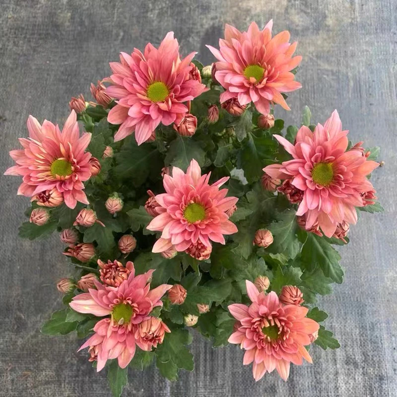 三文鱼小雏菊(高颜值 花期长)庭院阳台好养花