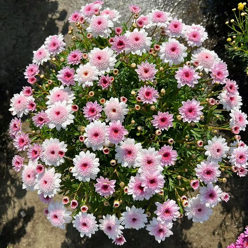 草莓心玛格丽特(大冠幅 高颜值 花期长)庭院阳台开花植物