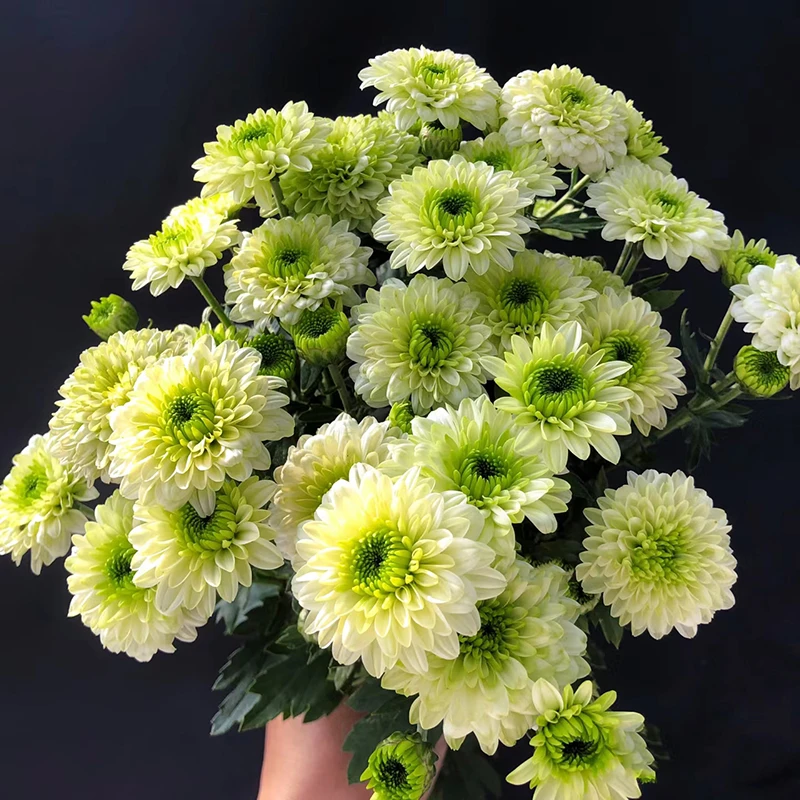 抹茶绿小雏菊(花期长 新品种 颜值高)庭院阳台开花植物