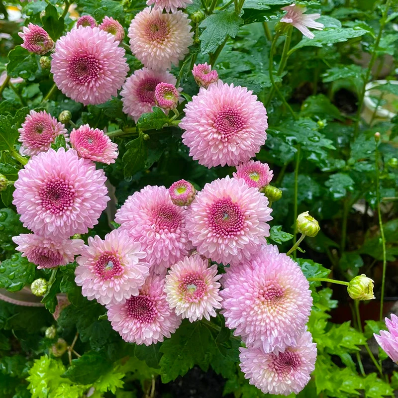 摩摩卡乒乓菊盆栽(粉嘟嘟  Q萌可爱)庭院阳台开花植物