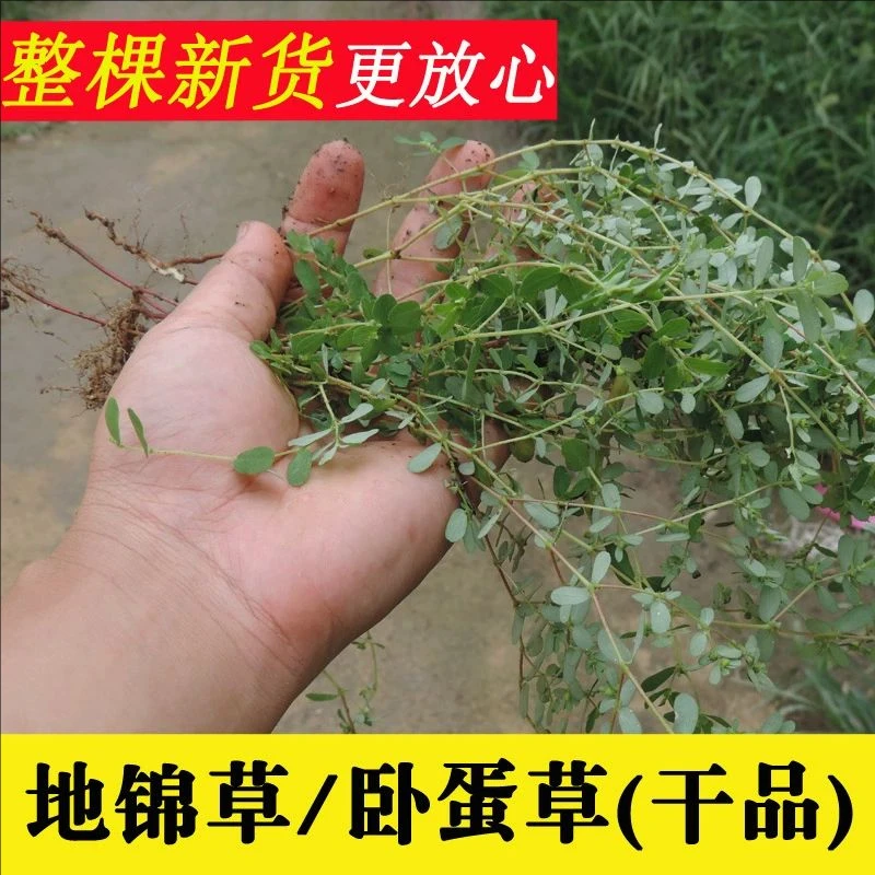 野生地锦草新货全草铺地红奶汁锦红莲草奶花草奶浆草小飞扬草干货